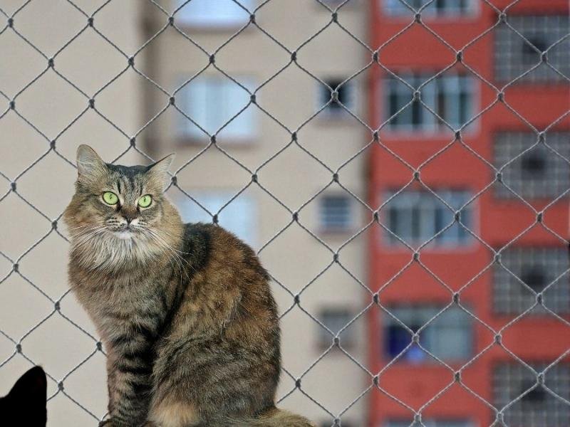 Rede para janelas com qualidade garantida em Cuiabá