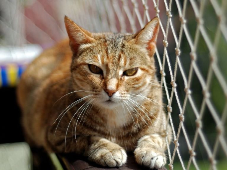 Telas de segurança para canchas em Cuiabá